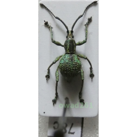 Neopyrgops sp. Heller, 1913 Philippines78c